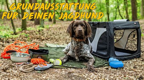 Die perfekte Grundausstattung für deinen Jagdhund