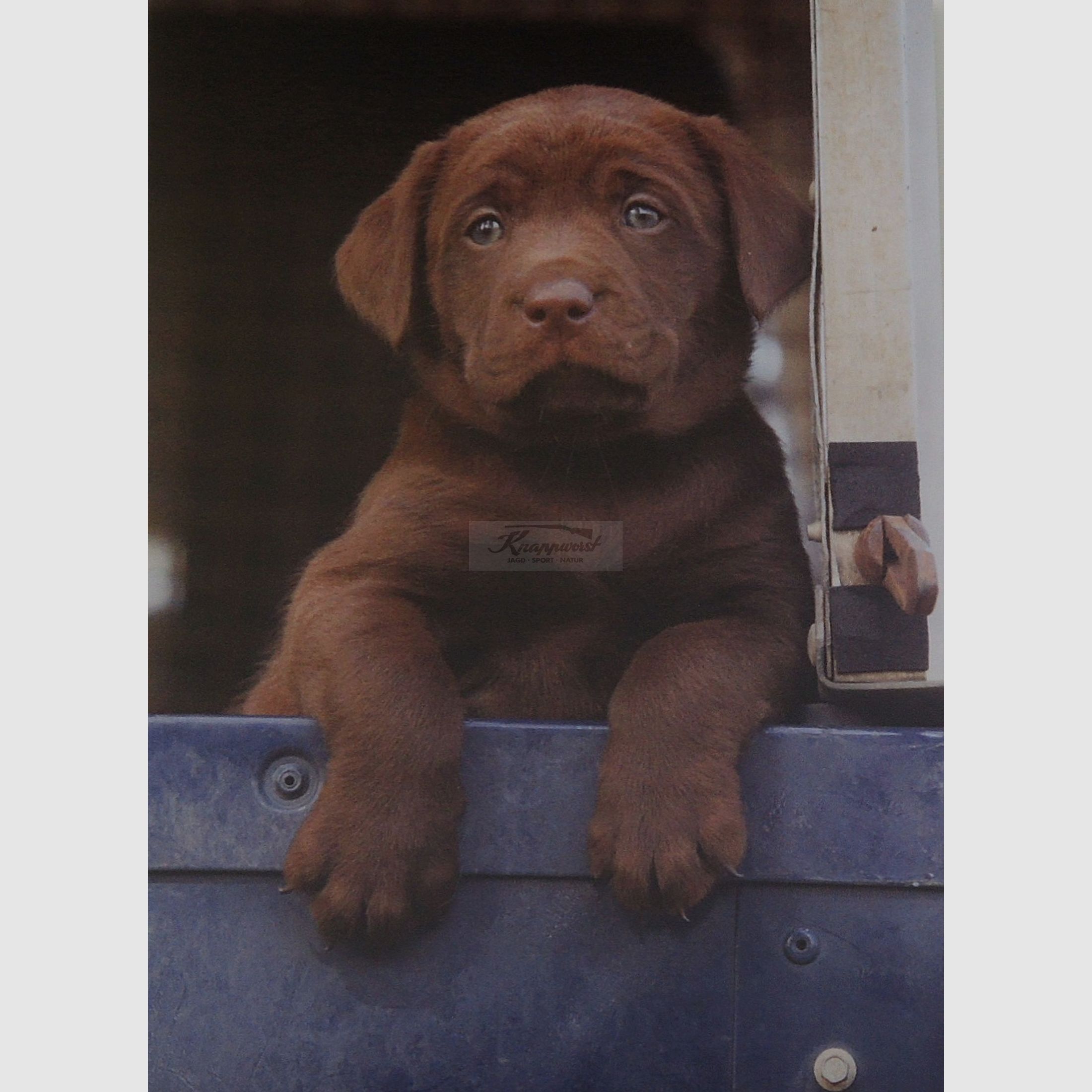 Grußkarte Chocolate Labrador Puppy