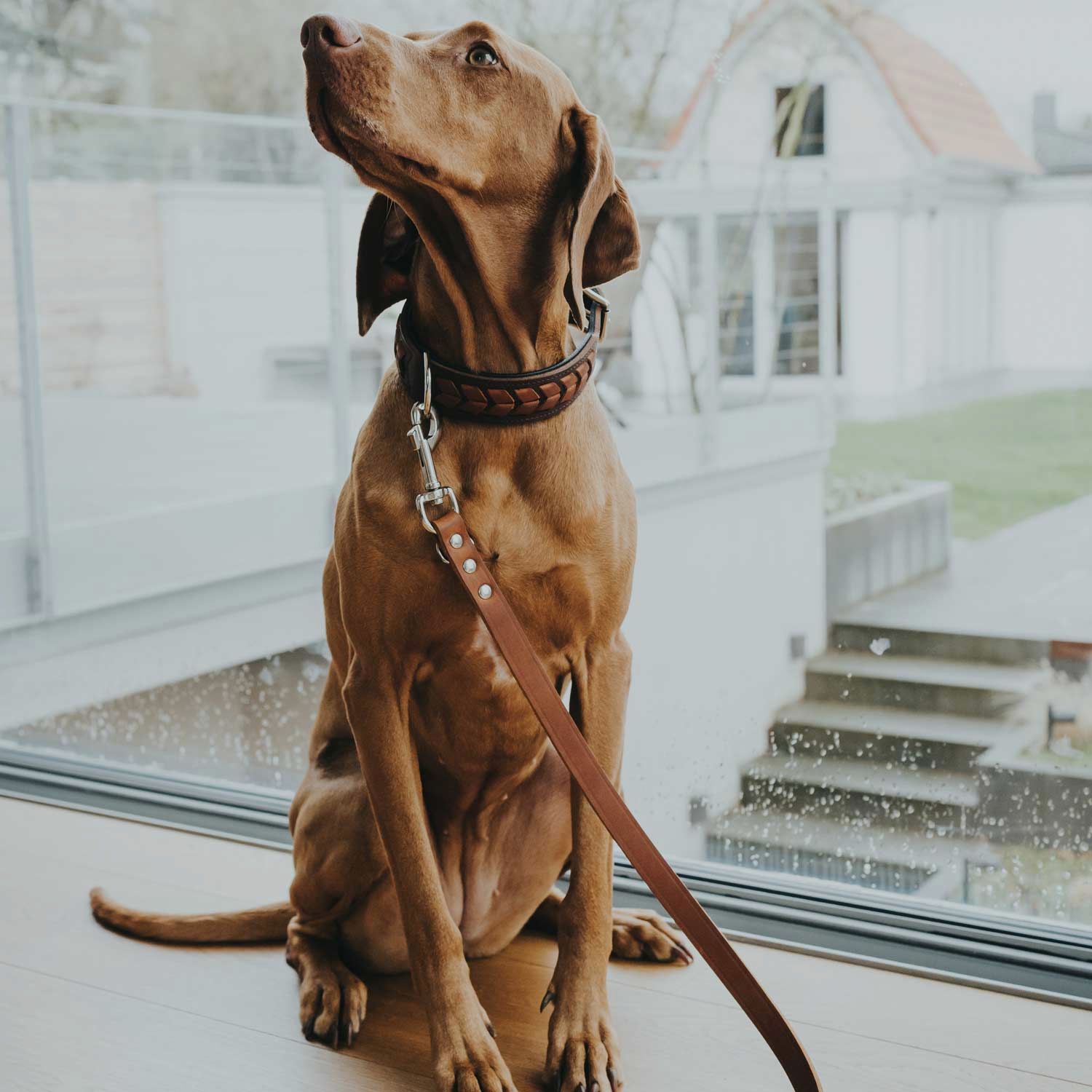 Hunter guinzaglio per cani regolabile in pelle