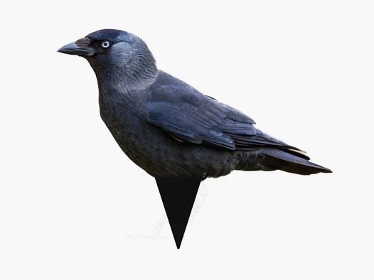 Zwarte kraai silhouet lokvogels, 12-pack – lokvogel