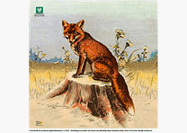 DJV-Luftgewehrscheibe Nr. 3 (Fuchs, 10m, 100 Stück)