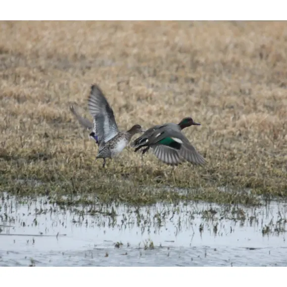 Lockruf Primos Sarcelle Femelle Bluewing Teal Duck, Bild 3 von 4