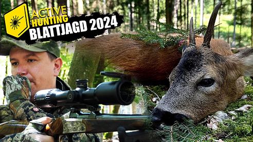 Blattjagd 2024 I Sie springen wieder I Zwei Böcke liegen !