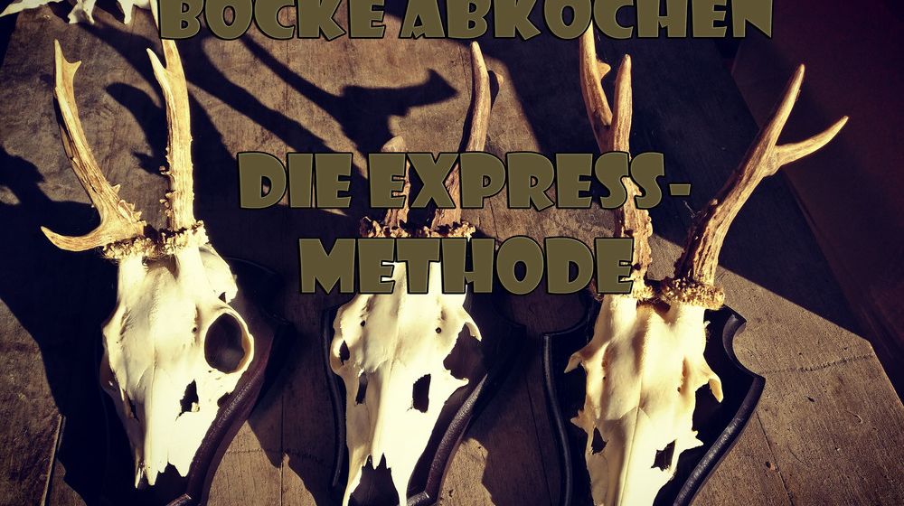 Böcke abkochen - Die Express-Methode