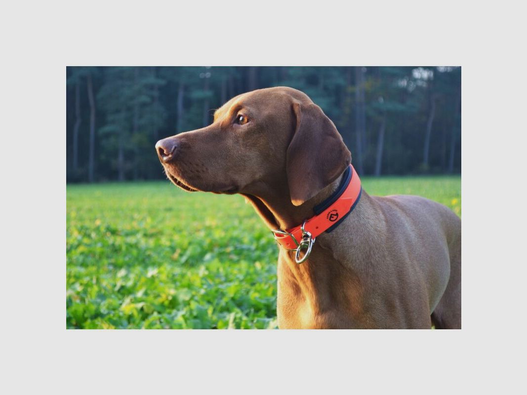 Farm-Land Hunde Schweißhalsung Signalorange