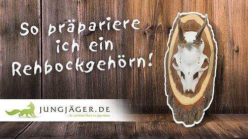 So präpariere ich ein Rehbockgehörn!