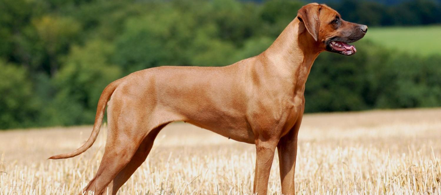 Rasseprofil: Rhodesian Ridgeback
