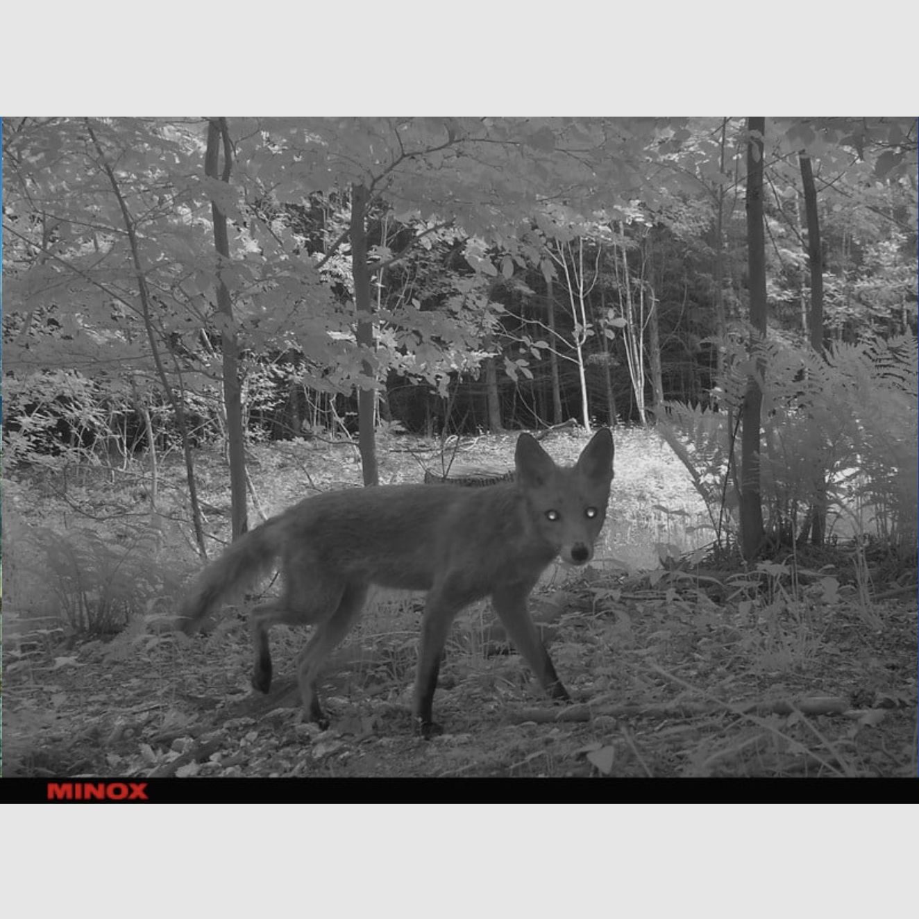 Minox 80406283 DTC 1200 4G Wildkamera Beobachtungskamera Fotofalle