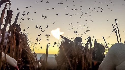 "First Crack": An Epic 3 Days of Snow Goose Hunting in Arkansas - Fowled Reality