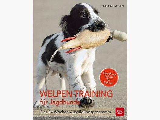 Addestramento per cuccioli per cani da caccia - Il programma di formazione di 24 settimane