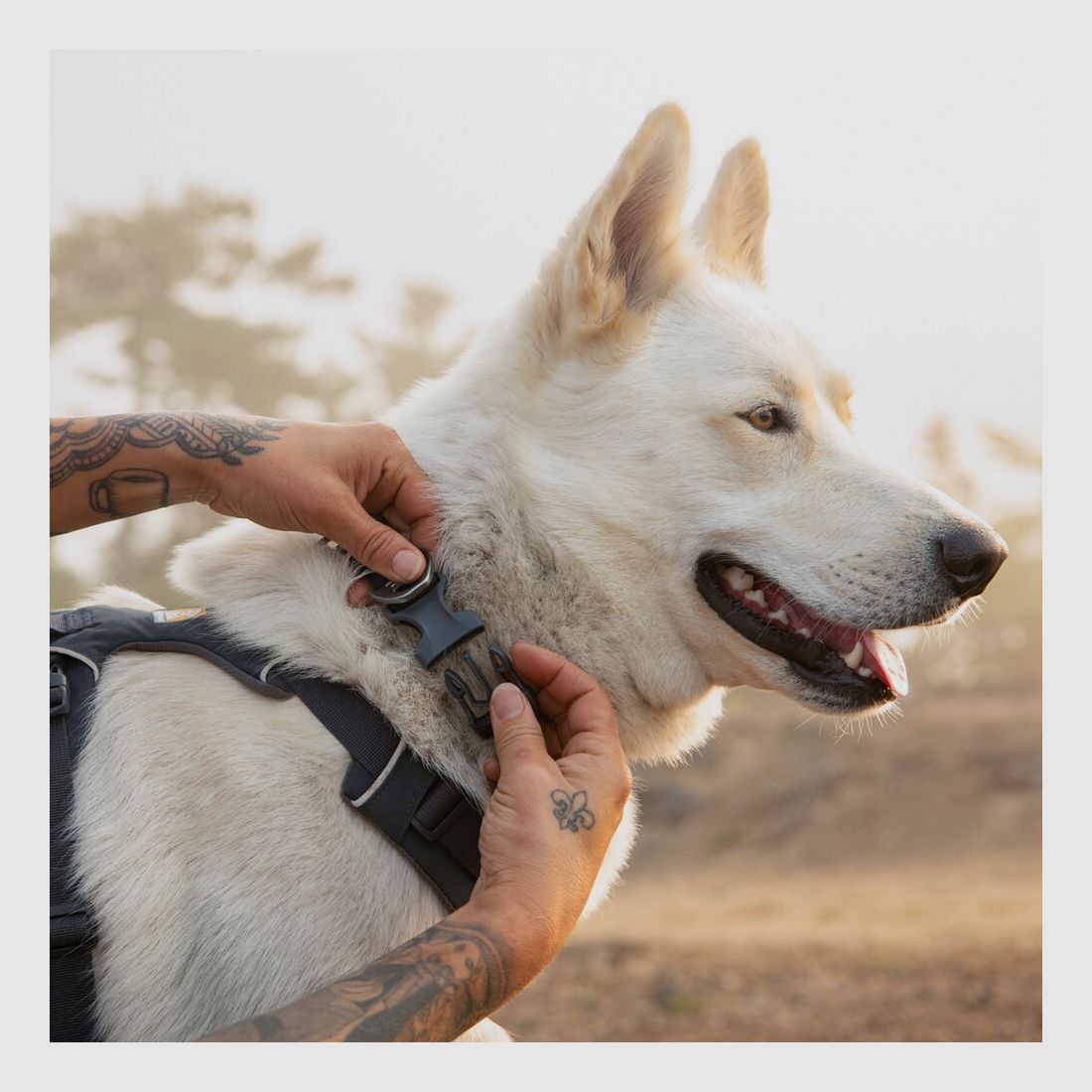Ruffwear Front Range™ Collar (Neck circumference 51-66 cm – Basalt Gray), imagen 4 de 4