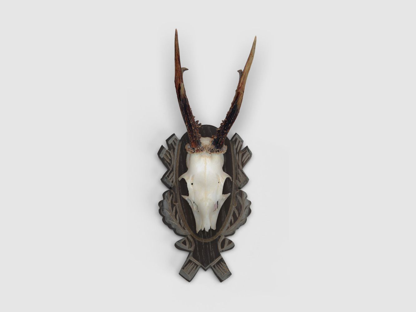 Eurohunt Piastra Trofeo Capriolo Quercia Intagliata Quercia Scura - Set di 10 con Clip, immagine 3 di 4