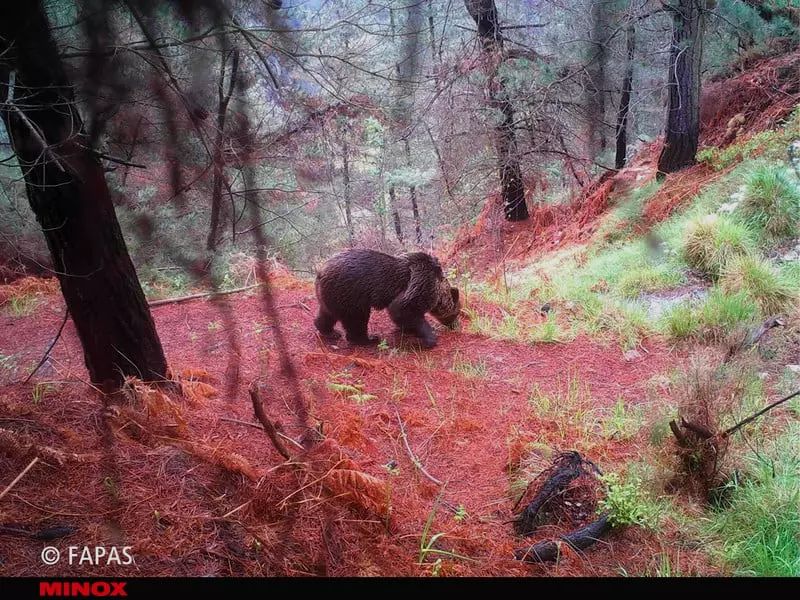 MINOX DTC 1200 Wildkamera