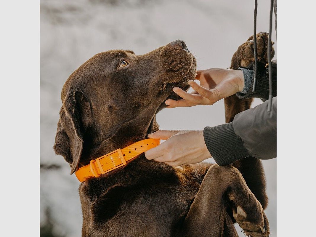 HP&G Dog Collar 19mm Orange