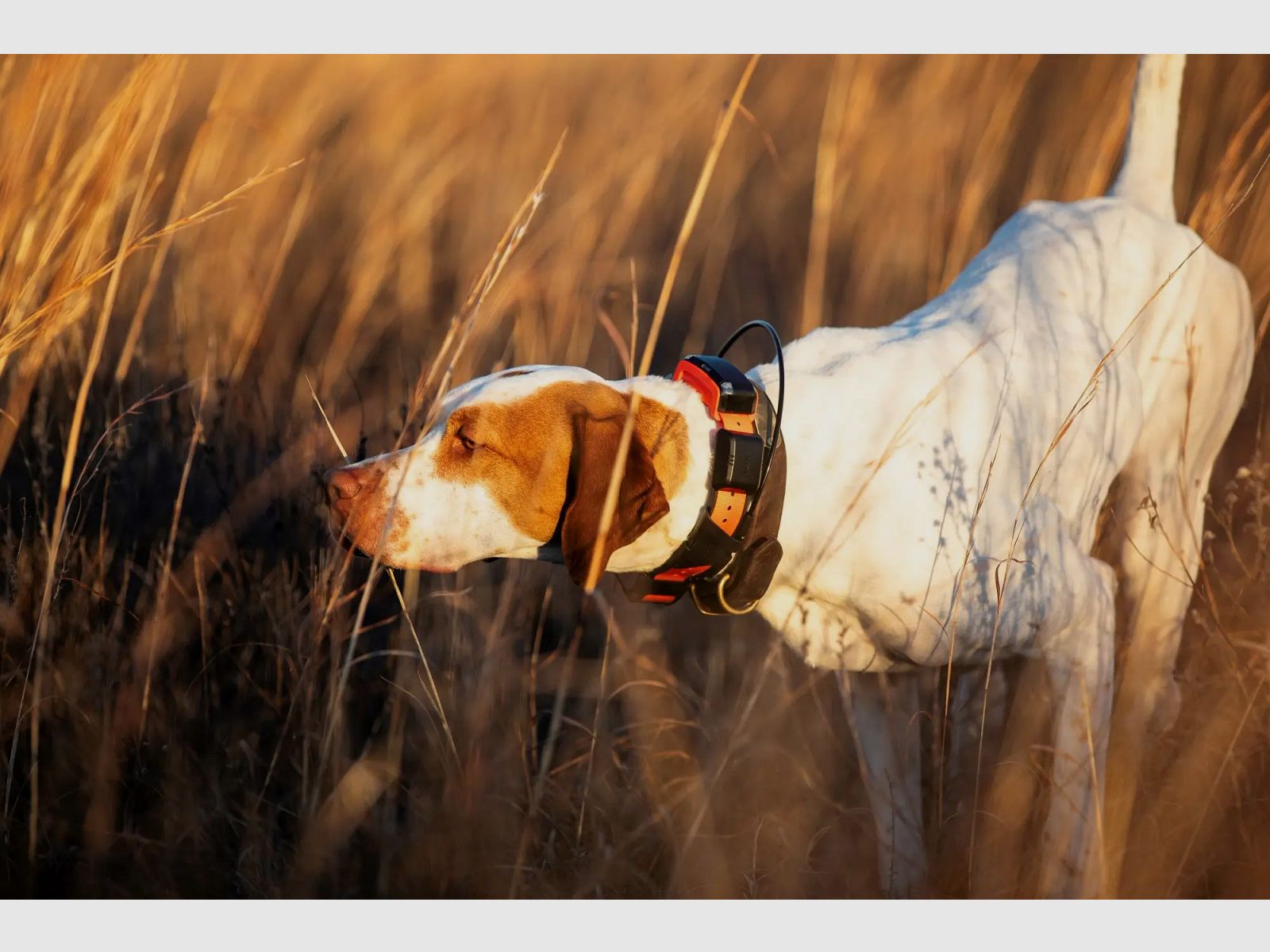 Garmin Hundetracker Alpha LTE