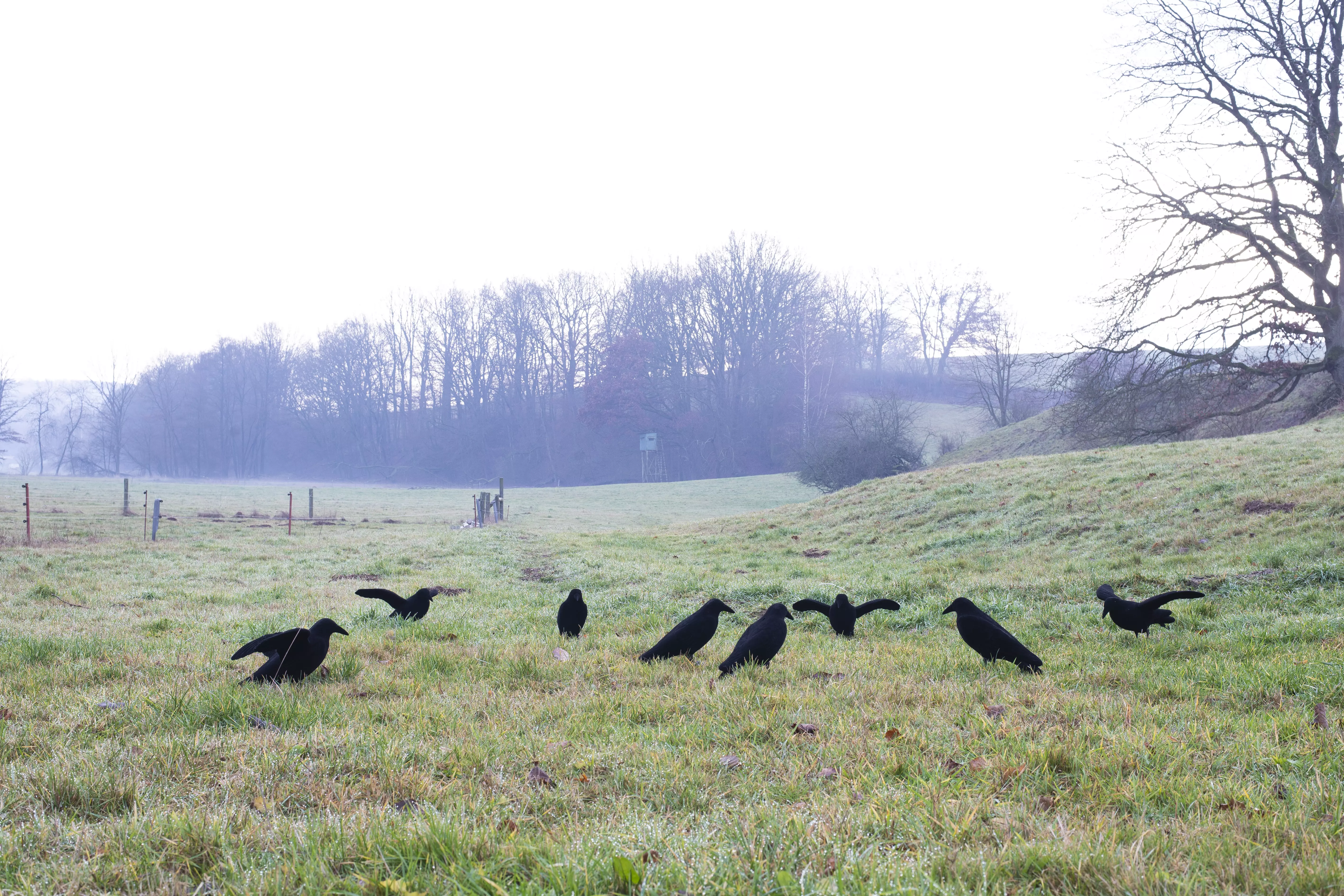 Beflockte Lockkrähe mit Flügeln, Bild 3 von 3
