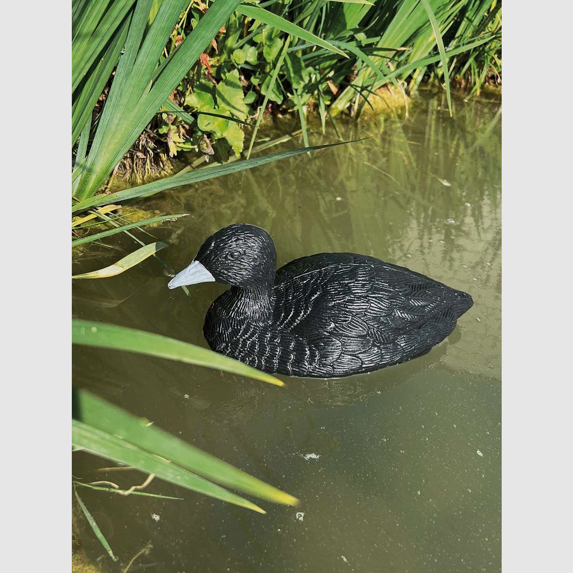 Coot