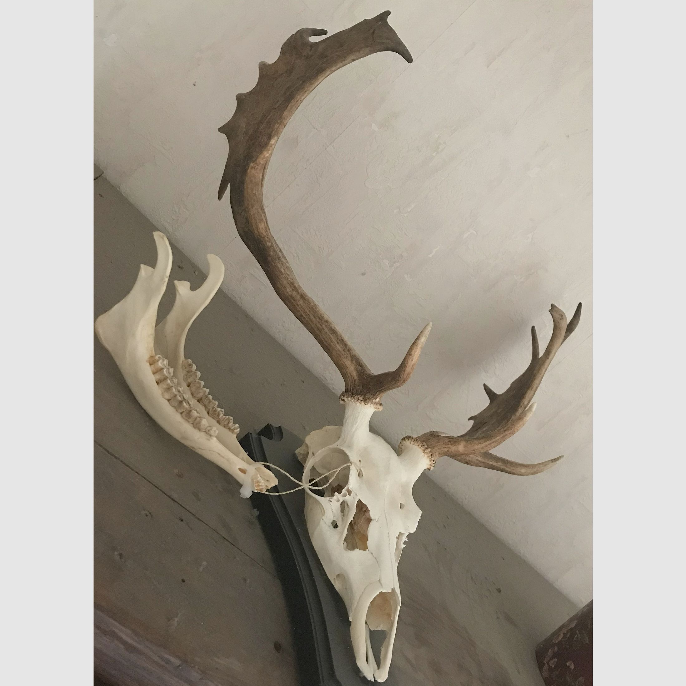 Hirschgeweih /Damhirsch/ Deko