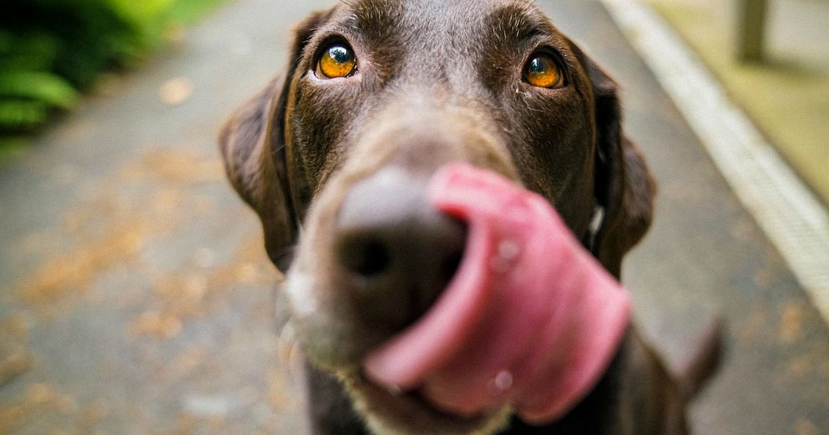 Hund hat Schokolade gegessen was tun? Gunfinder