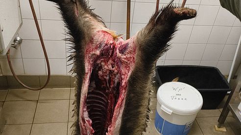 Jäger Visions – Wildgalgen Pro