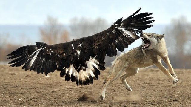 Eagle hunts Wolf