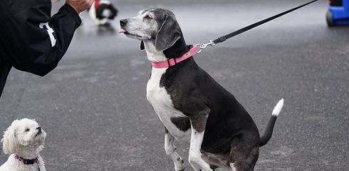 Hund zieht an Leine - wie schaffe ich Abhilfe?