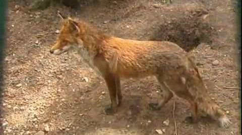 Steckbrief Natur Teil 13 Fuchs Dachs