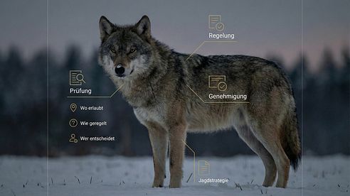 Wolf im Jagdrecht 2026: Tacheles – Was wirklich auf uns zukommt