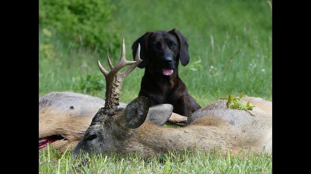 Bockjagd im ehemaligen Ostpreußen! Roebuck hunt in former East Prussia!