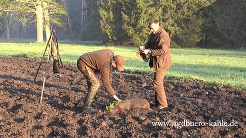 Masuren - Sau am Tage erlegt! Mazury - Wildboar shot in full daylight!!