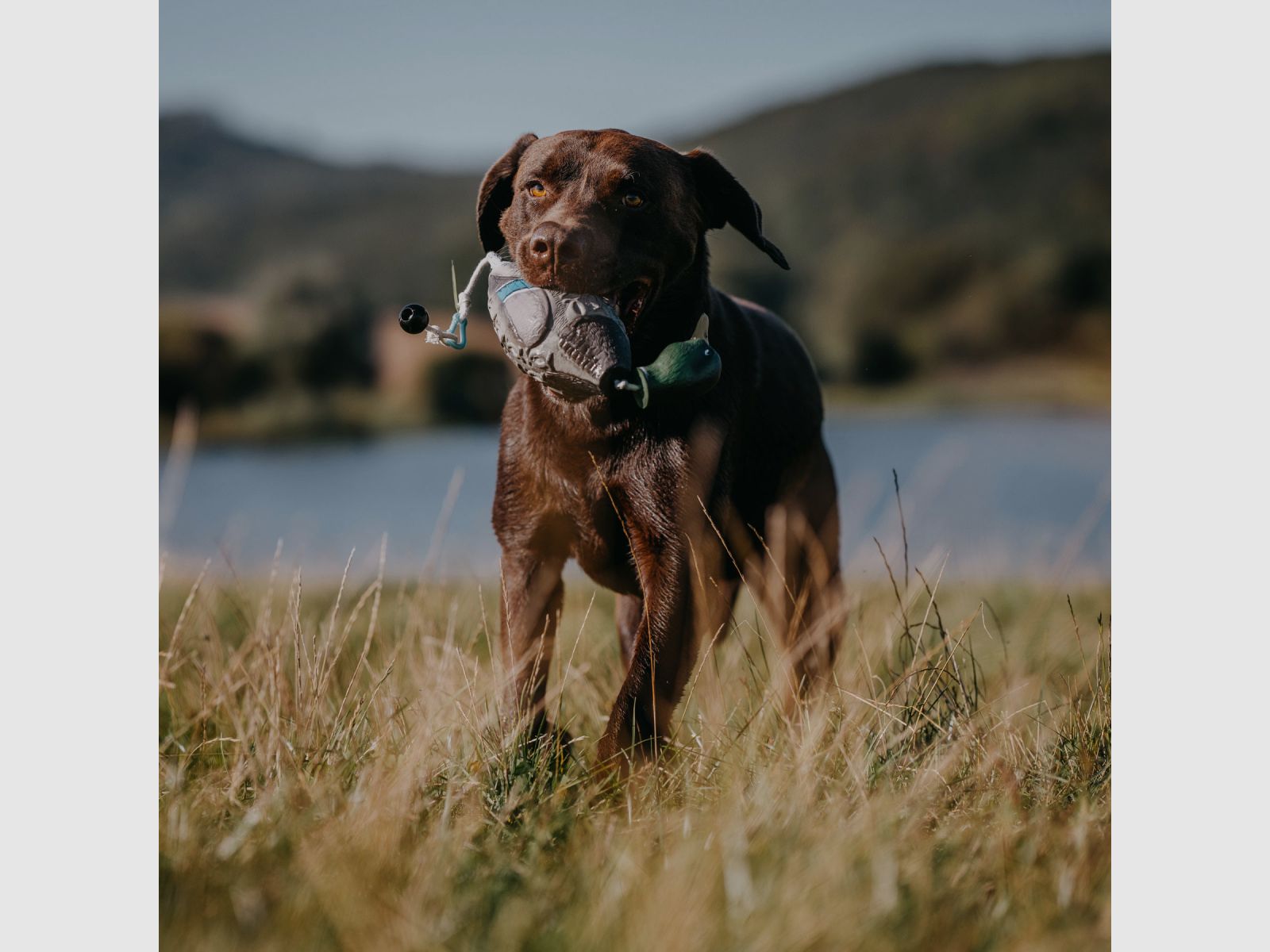 HP&G Apportierdummy Pato de Stock