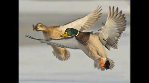 Kansas Waterfowl Overload