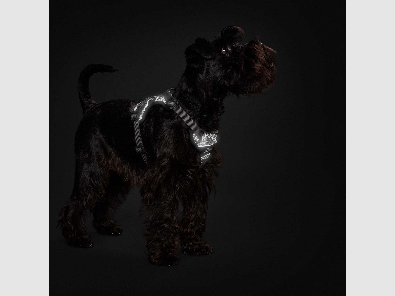 Hunter Geschirr Divo Refelct