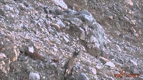 Siberian Ibex Hunting in Kazakhstan