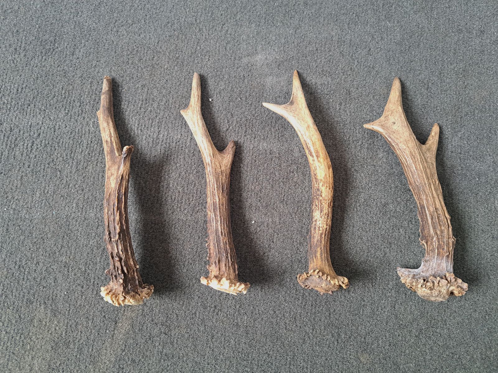 4 pieces of deer antlers