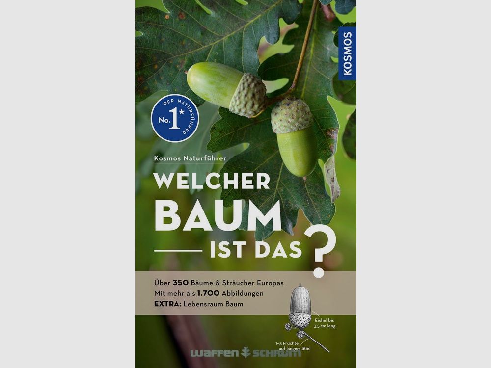 Kosmos Welcher Baum ist das? Spohn
