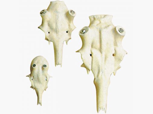 Akah Rothirsch crâne (artificiel) 45 |