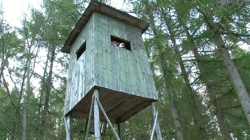 Hunting Roebucks in the forests of Germany