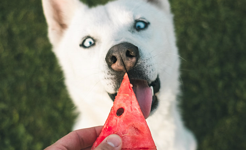 Can Dogs Eat Fruit?