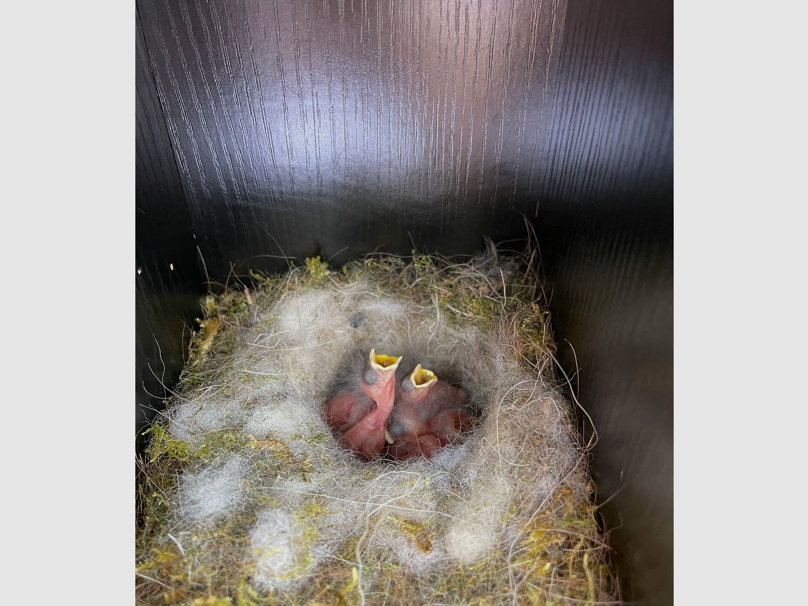 Casetta per uccelli di lusso