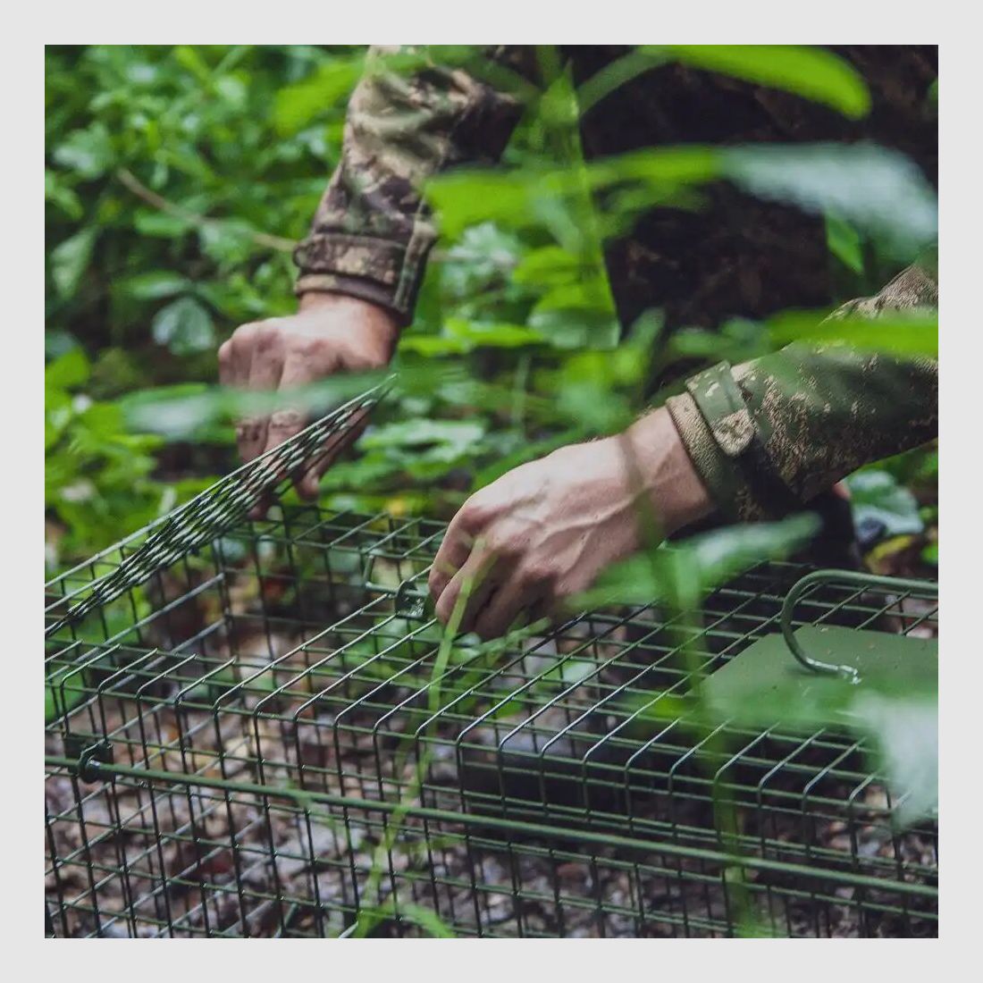 Falle Falle Lebendfang – zwei Klapptüren