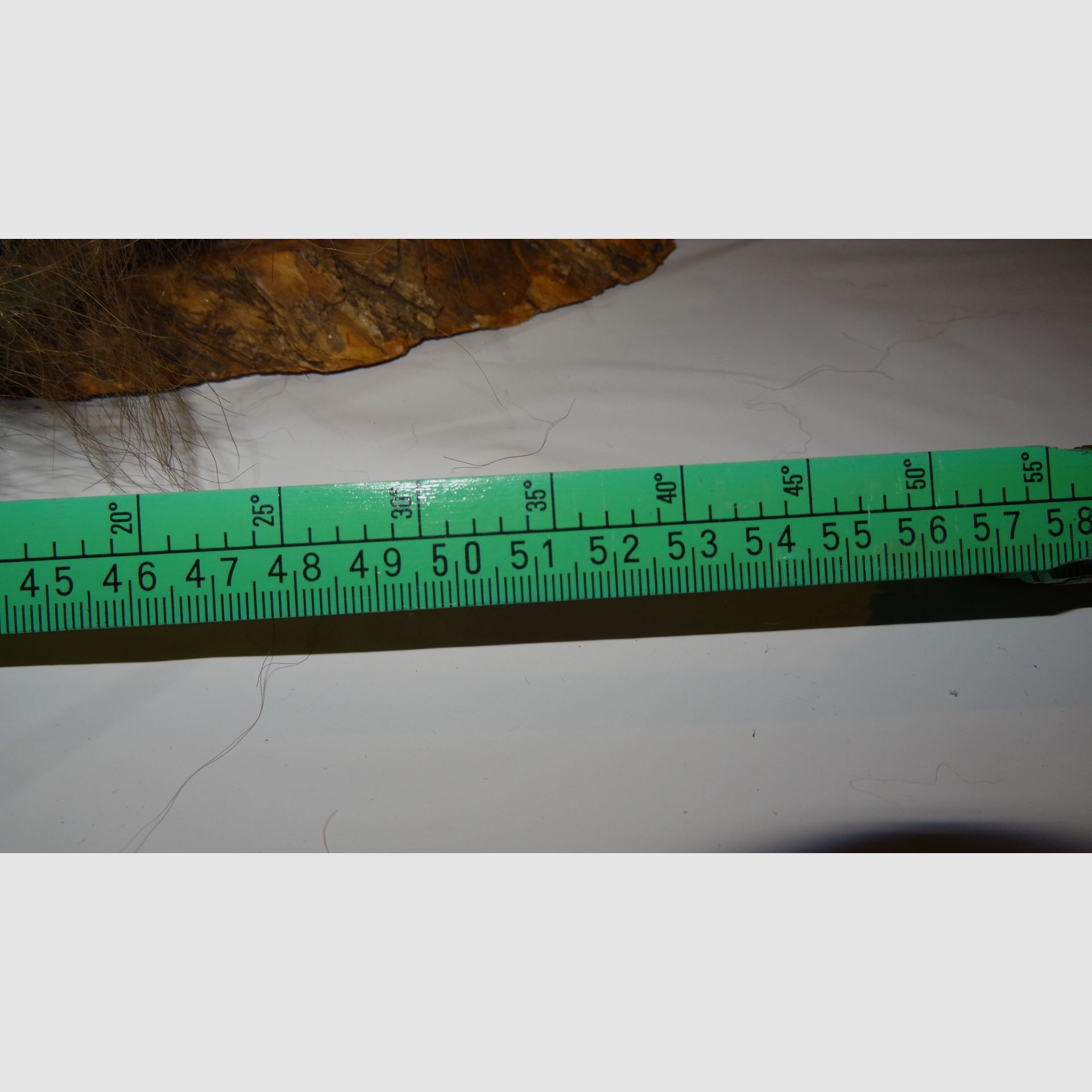 Cabeza de oso, trofeo, preparación como herencia, años 80, decoración