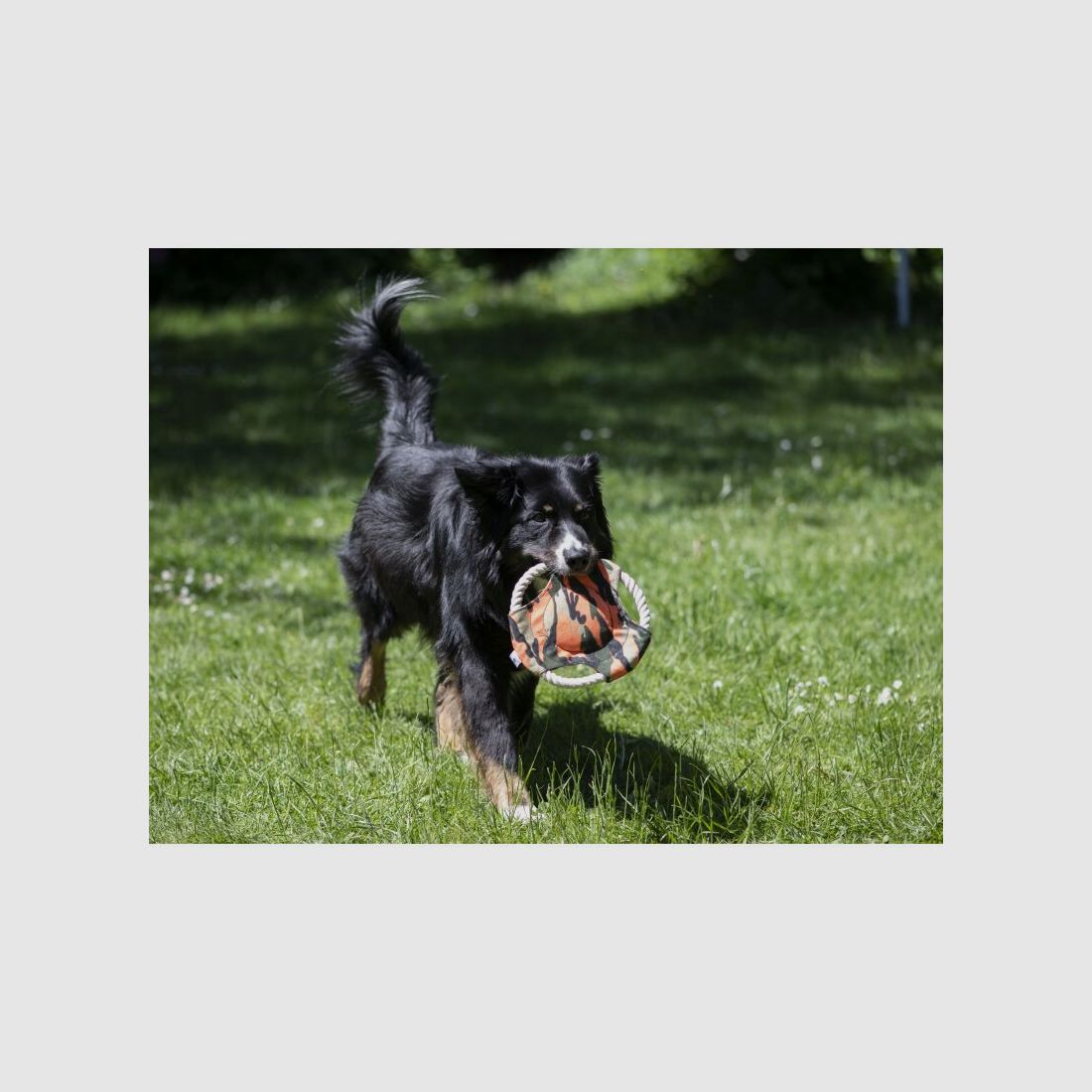 Farm-Land Hunde Frisbee Camo
