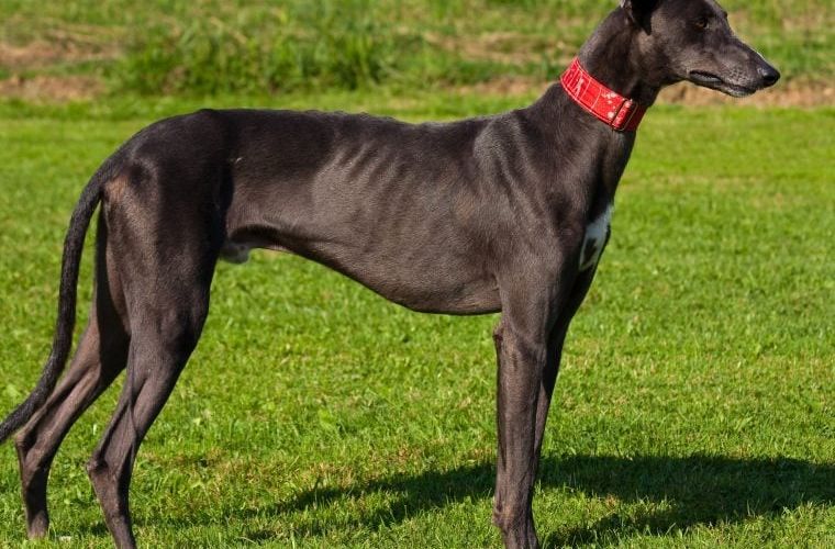 Rasseprofil: Greyhound