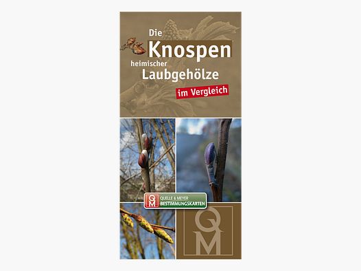 Karta identyfikacyjna „Pąki rodzimych drzew liściastych”
