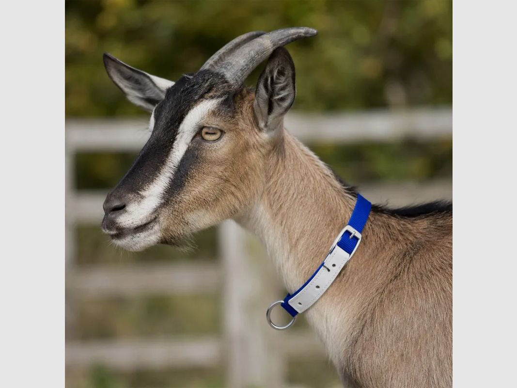 Nylon collar for sheep and goats, image 9 of 10