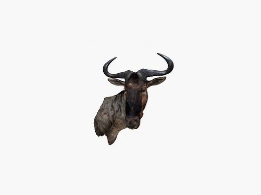 Trofeo di Blue Wildebeest "Gnu striato" tassidermizzato