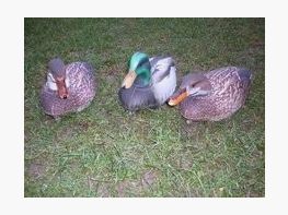 Featherlites Fusion Series Ducks - Eend & Woerd (3 stuks)