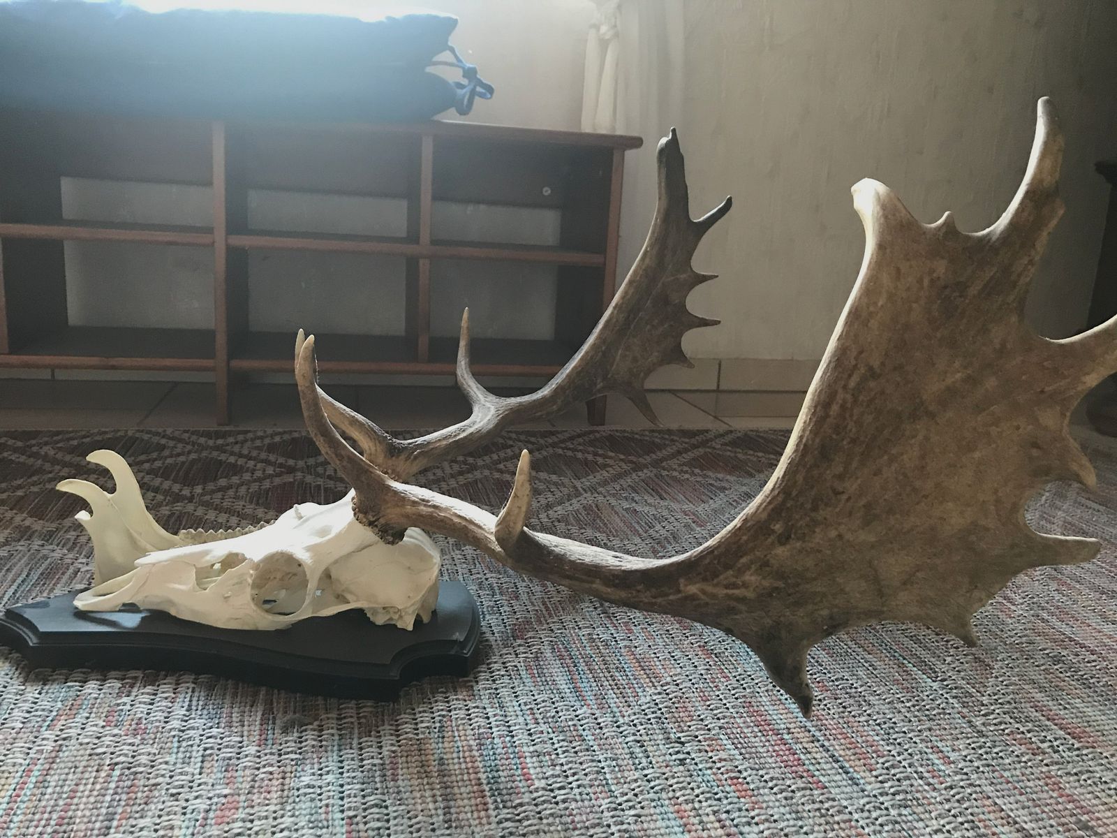 Damhirsch Aufgesetzt