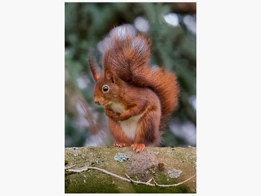 Folded card with squirrel motif